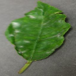 Cherry Powdery Milkdew