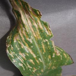 Corn Cercospora Leaf Spot
