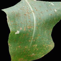 Corn Common Rust