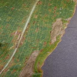 Corn Northern leaf Blight