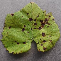 Grape Leaf Blight