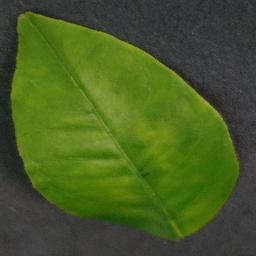 Orange Haunglongbing