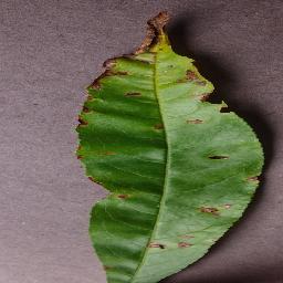 Peach Bacterial Spot