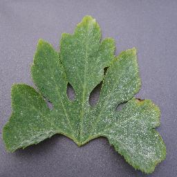 Squash Powdery Mildew