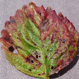 Strawberry Leaf Scorch