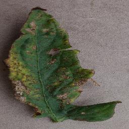 Tomato Bacterial Spot