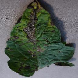 Tomato Early Blight