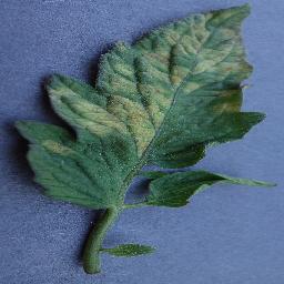 Tomato Leaf Mold