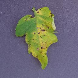 Tomato Septoria leaf Spot
