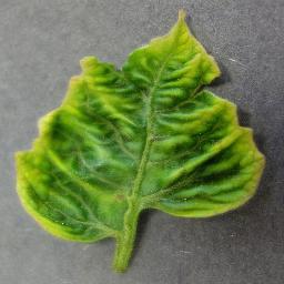 Tomato Yellow Leaf Curl Virus