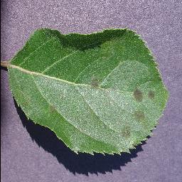 Apple Scab