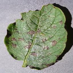 Potato Early Blight