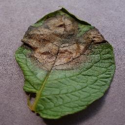 Potato Late Blight