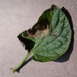 Tomato Late Blight